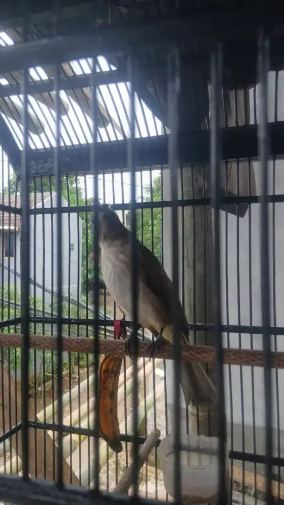 Trucukan Gacor rawatan lama