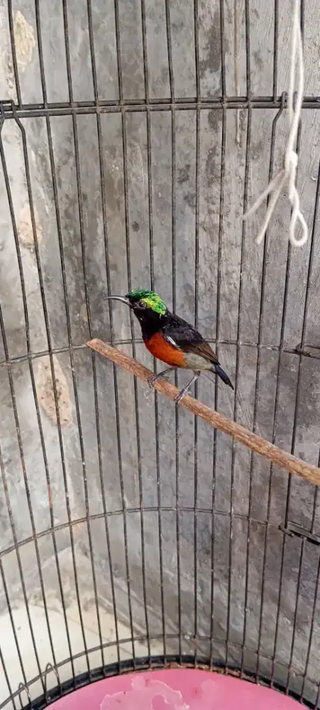 Konin dacok ex masteran murai