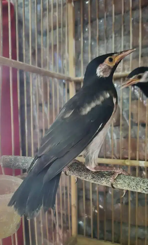 Trotol jalak suren jantan