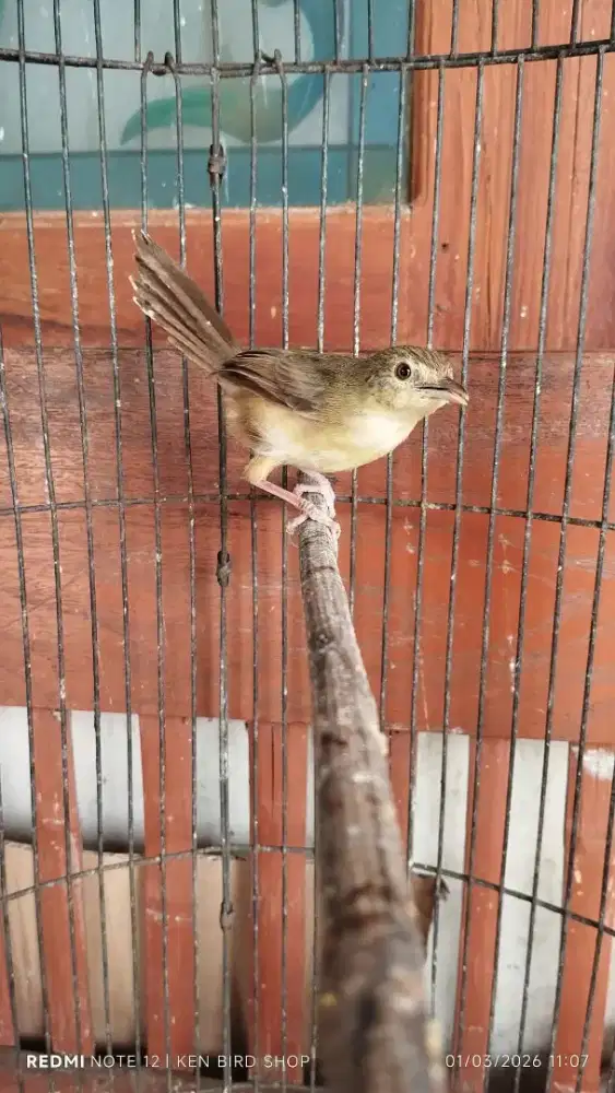 cigun trotol mandiri jantan tulen