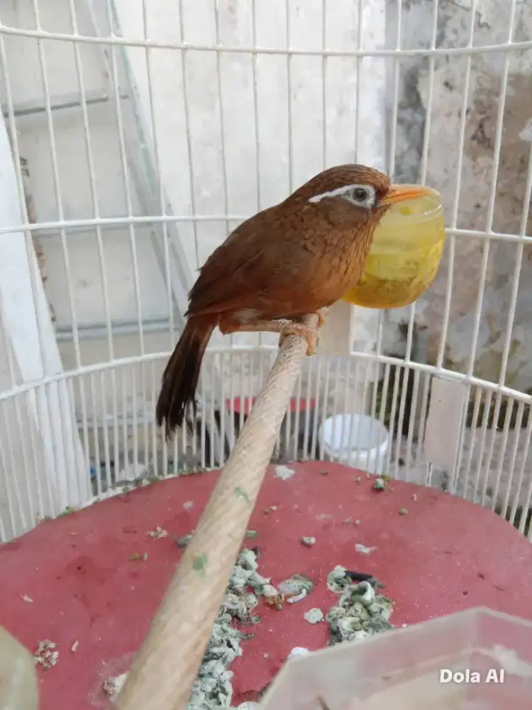 Wambi lokal non ring