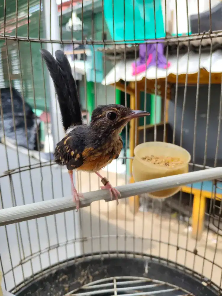 Murai trotol Hutan X Medan Jantan