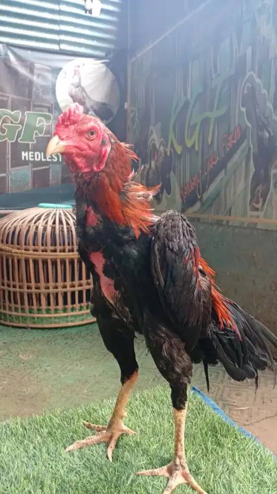 Ayam bangkok Pakhoy muda