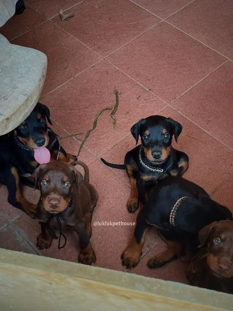 Doberman puppy male 4 fml 1