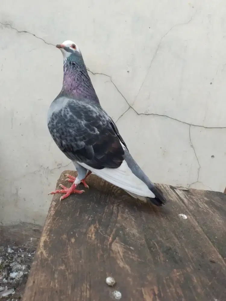 Burung Merpati Burung Dara Blantong Sepasang
