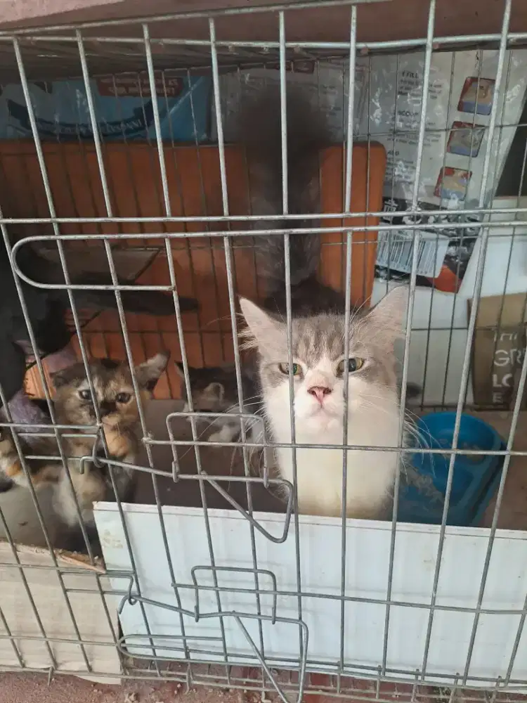 Kandang kucing panjang 1mtr dan free adopsi kucing persia flatnose