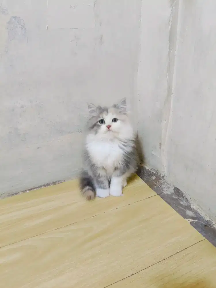 Kitten Persia Calico