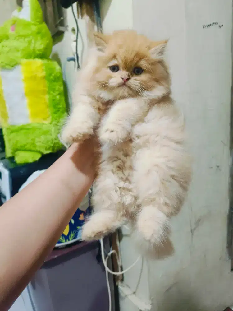 Kitten Persia jantan
