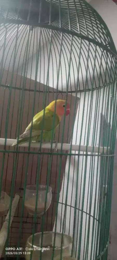 Jual lakbet rasa kenari.gacor jual burja