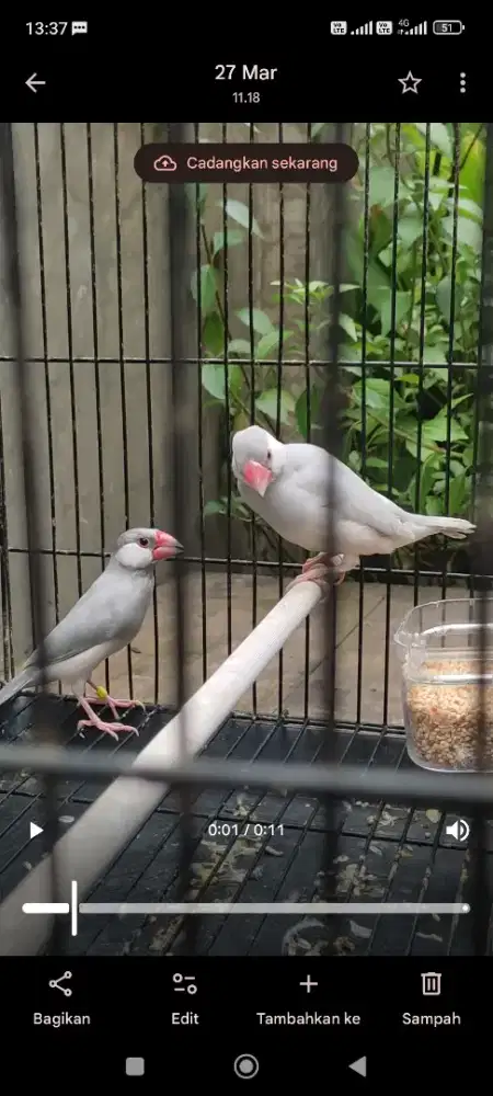 Gelatik Silver sepasang