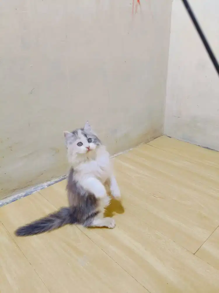 Kitten Persia calico