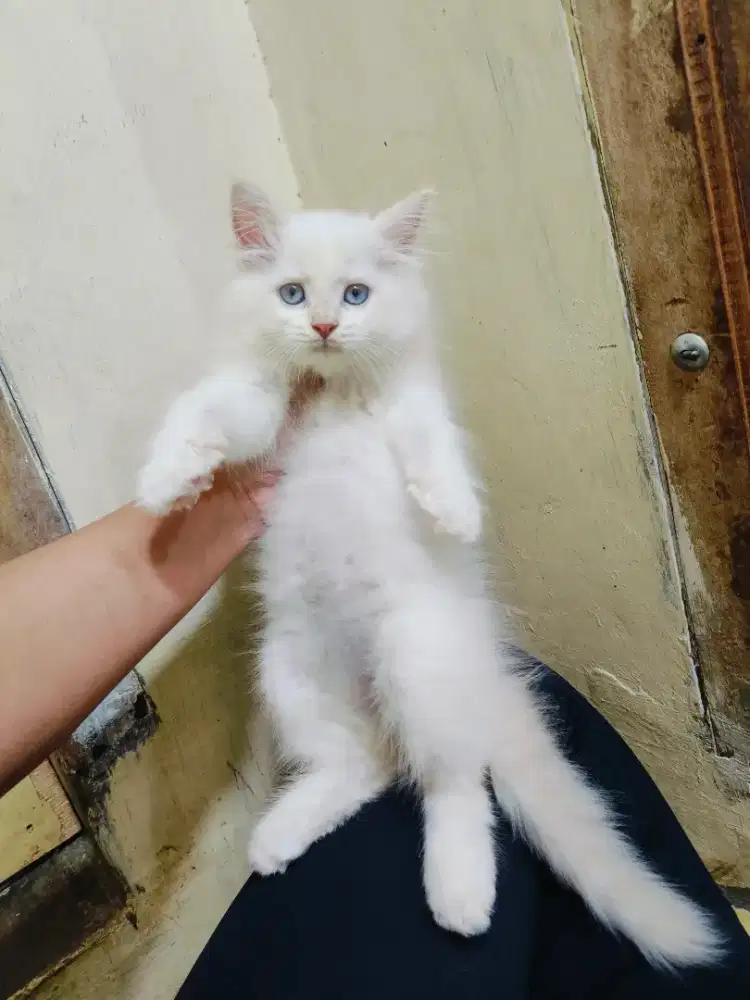 Kitten hima red point