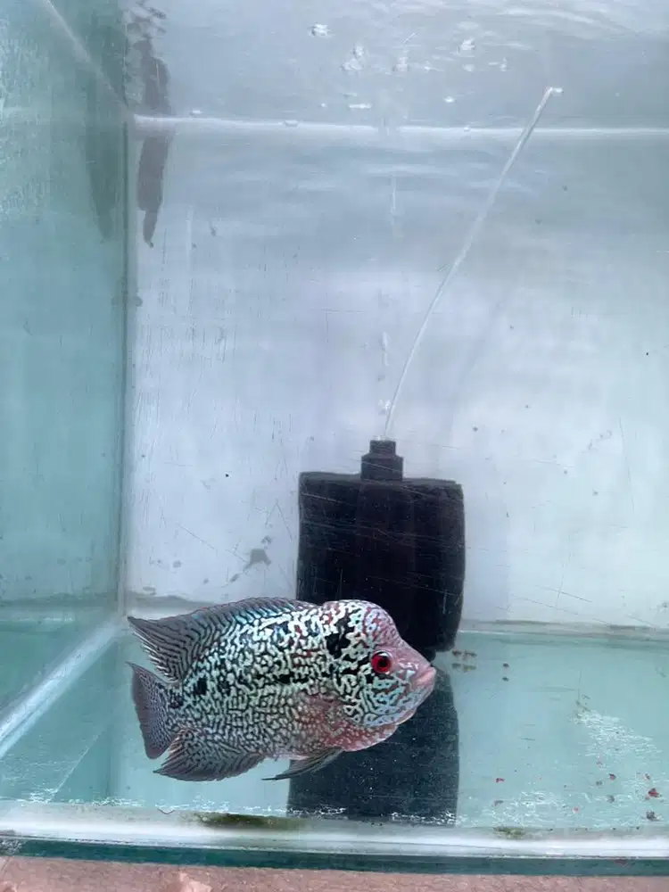 LOUHAN CENCU UKURAN 12 cm an.. mutiara full