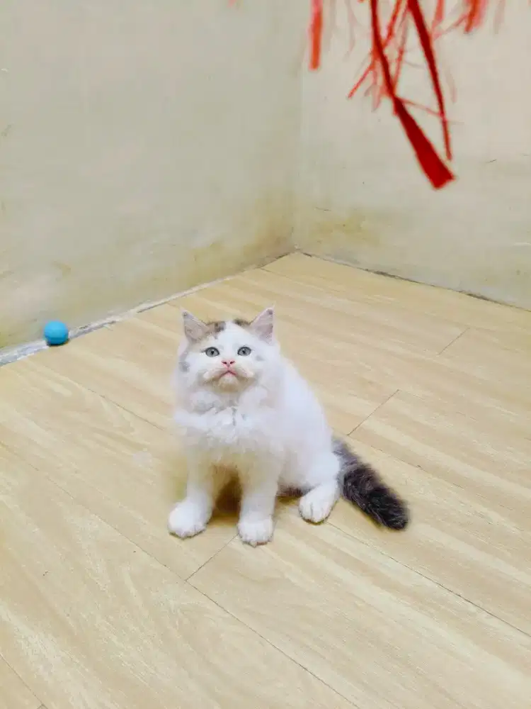 Kitten Persia marble