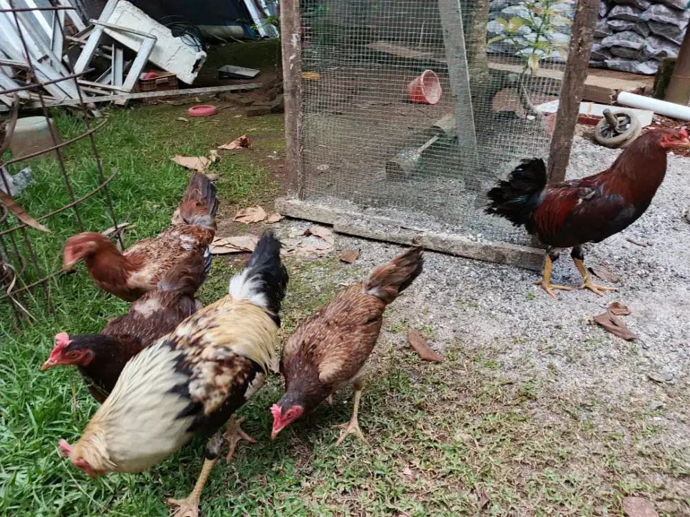 Ayam Kampung 2Jantan 3Betina