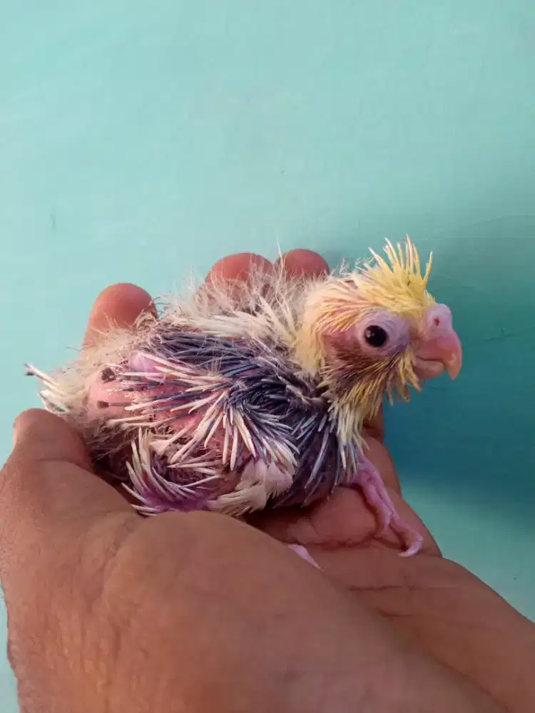 Seekor parkit lolohan