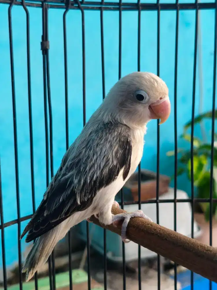 Balibu Bio Ewing Mauve