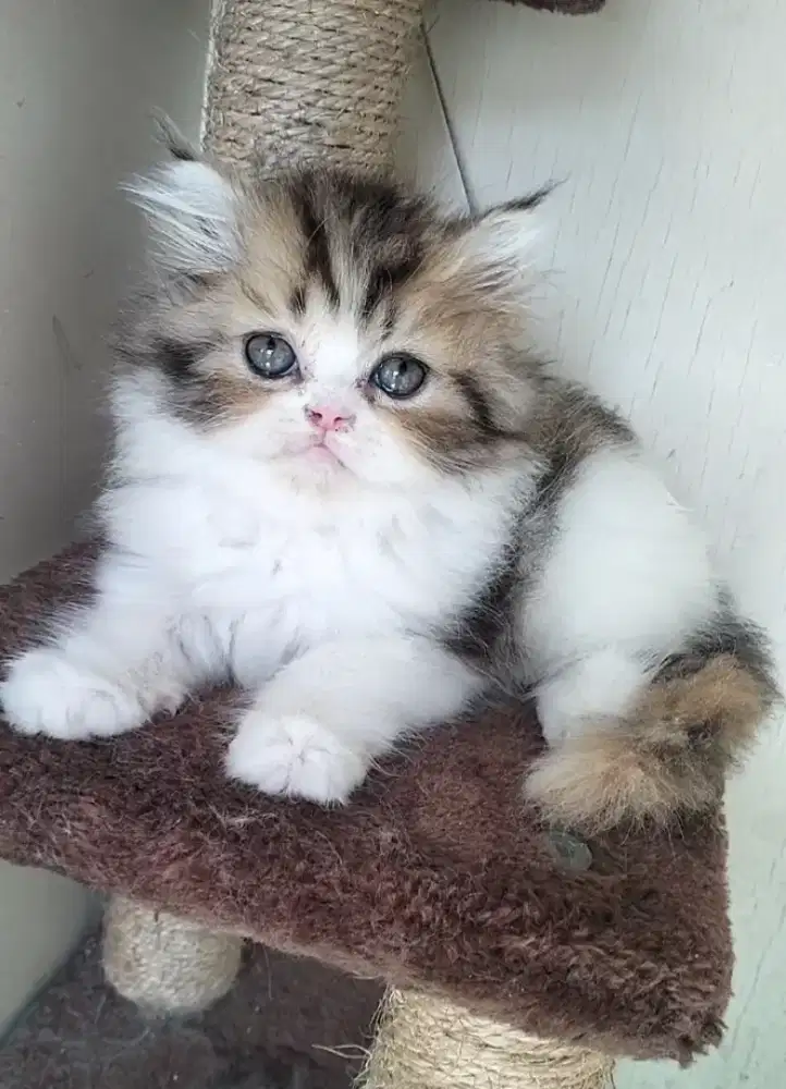 Munchkin betina kaki 3/4