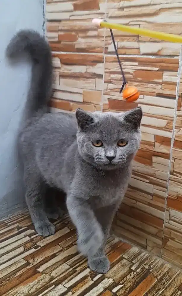 Kitten British shorthair