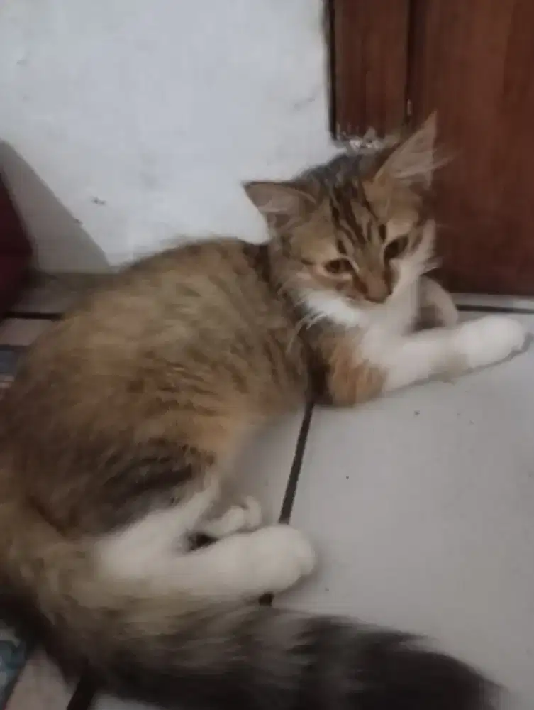 Open adopsi kucing Persia