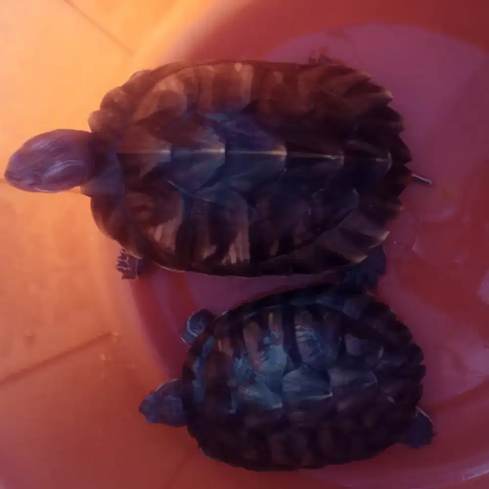 Sepasang kura-kura Brazil