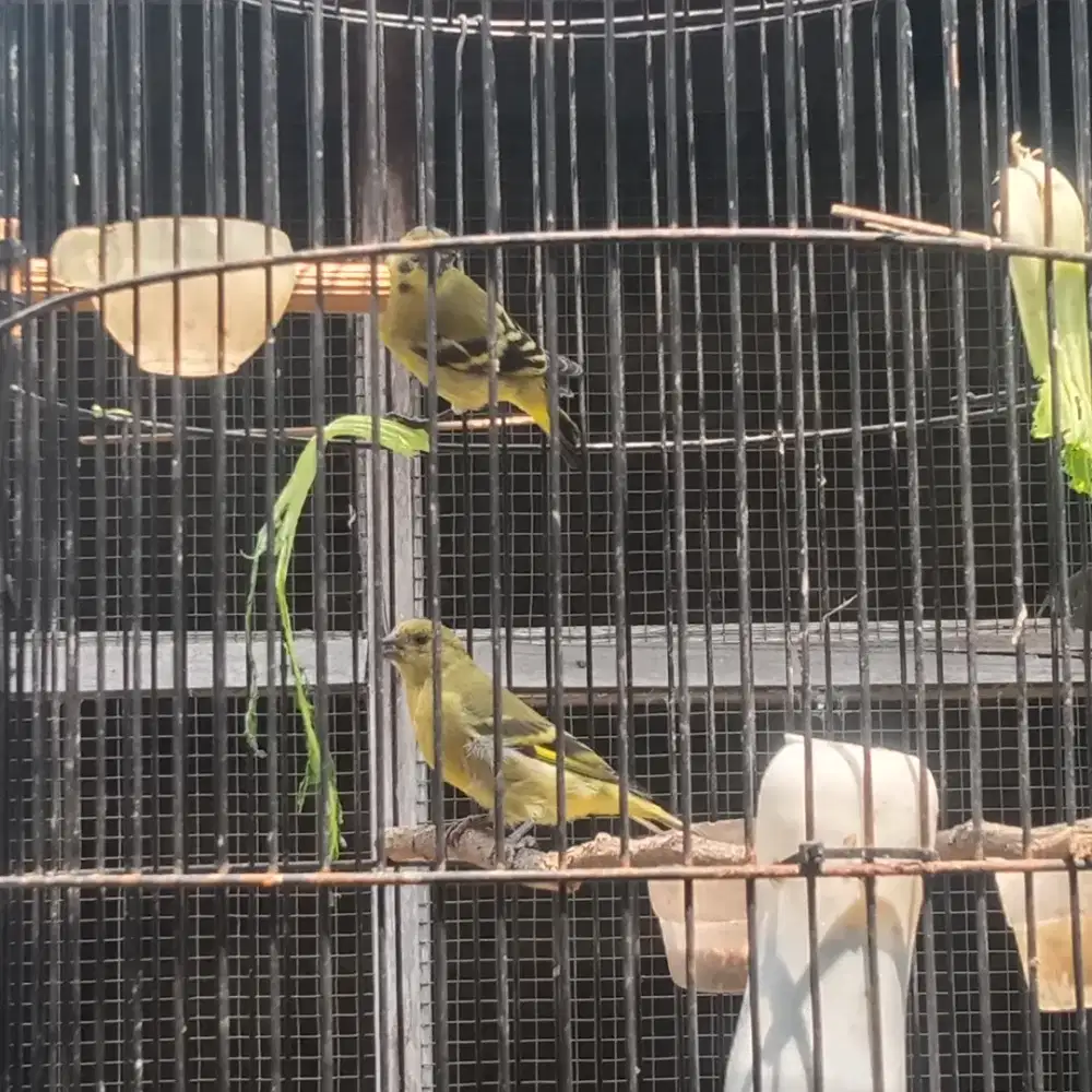 Sepasang. Anakan bhs