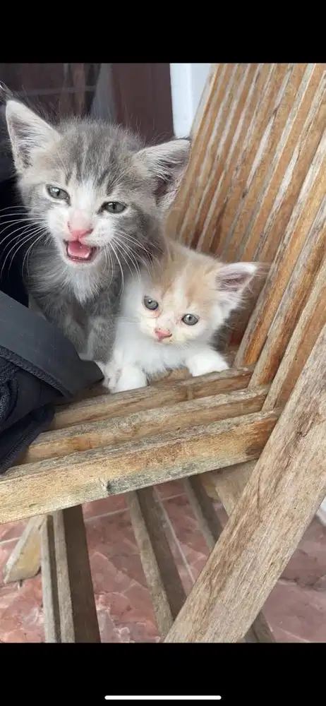 Kitten mixdome sepasang