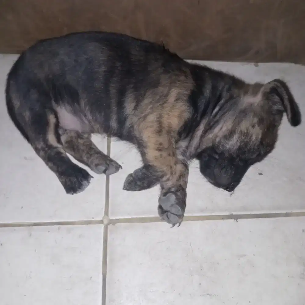 Ank doggi mongrel pitbull tekel labrador mix