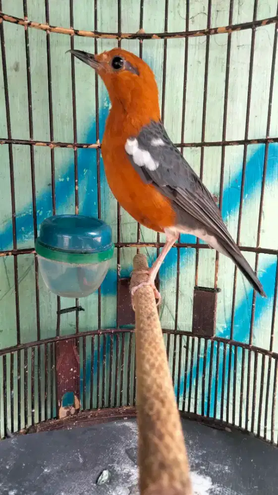 Anis Merah Blorok Jantan Mulus Badan Gede Rajin Bunyi Super Prospekan