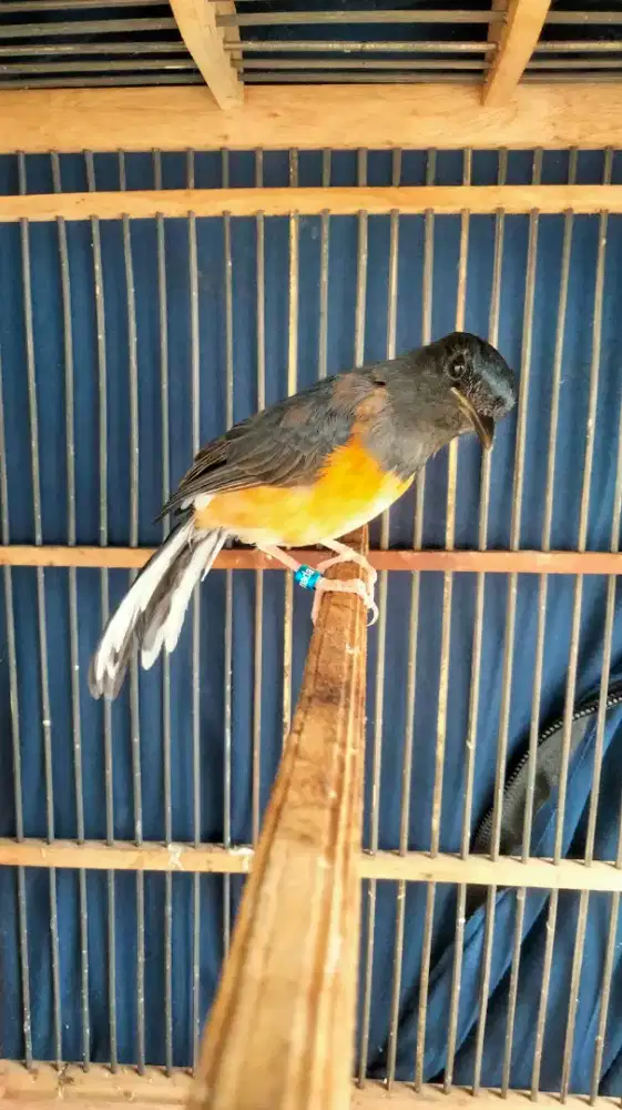 Murai Batu Medan Blorok Jantan Badan Gede Panjang Super Prospekan