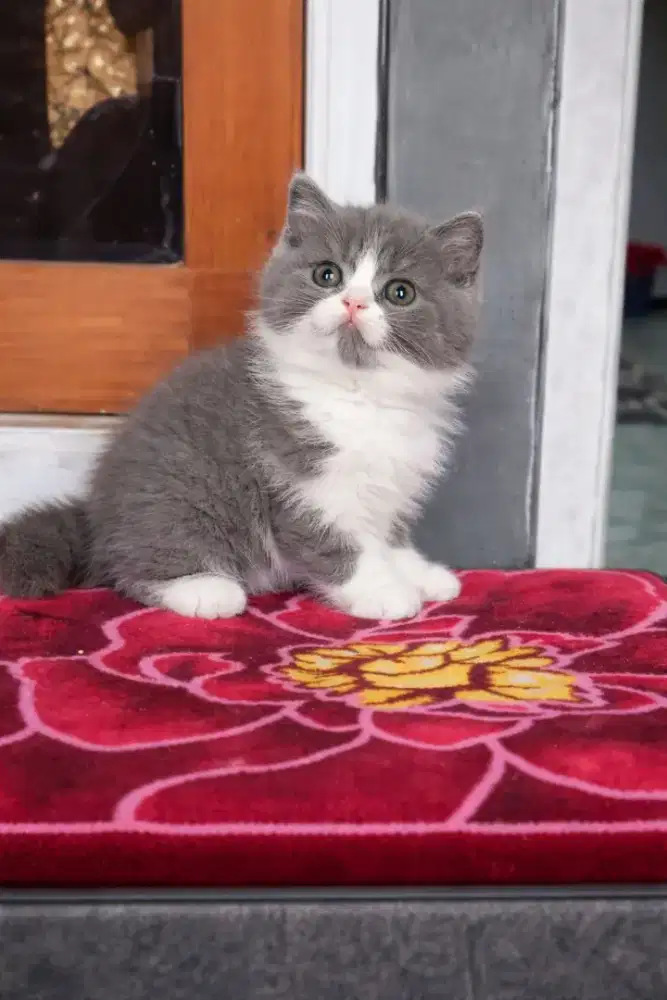 British shorthair bicolor blue all parents import