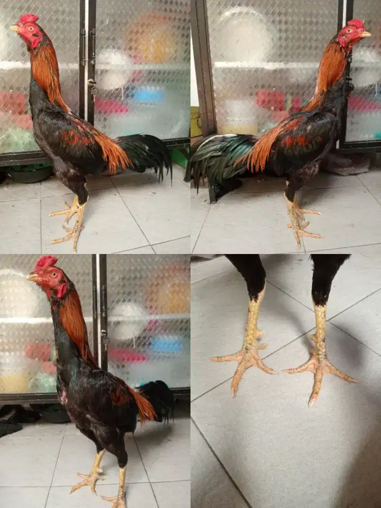 Ayam wiring Mangon silangan Bangkok