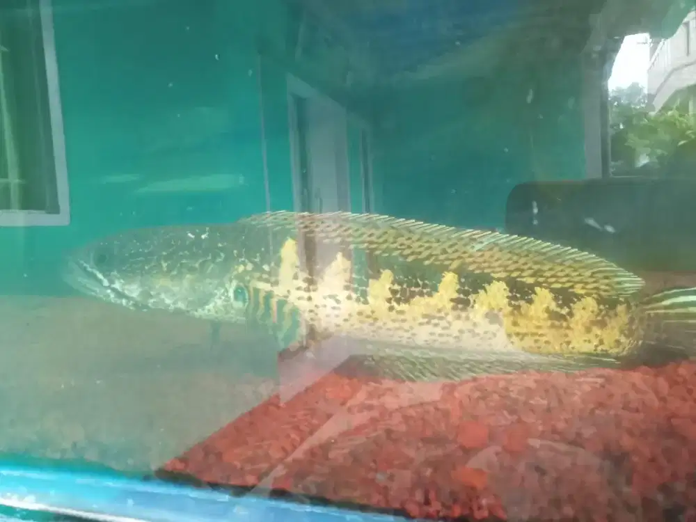 Jual ikan chana aurantti