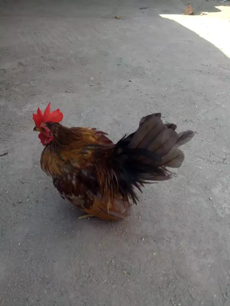 Seekor ayam hias jantan