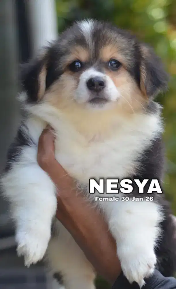 Corgi tricolor betina •NESYA•