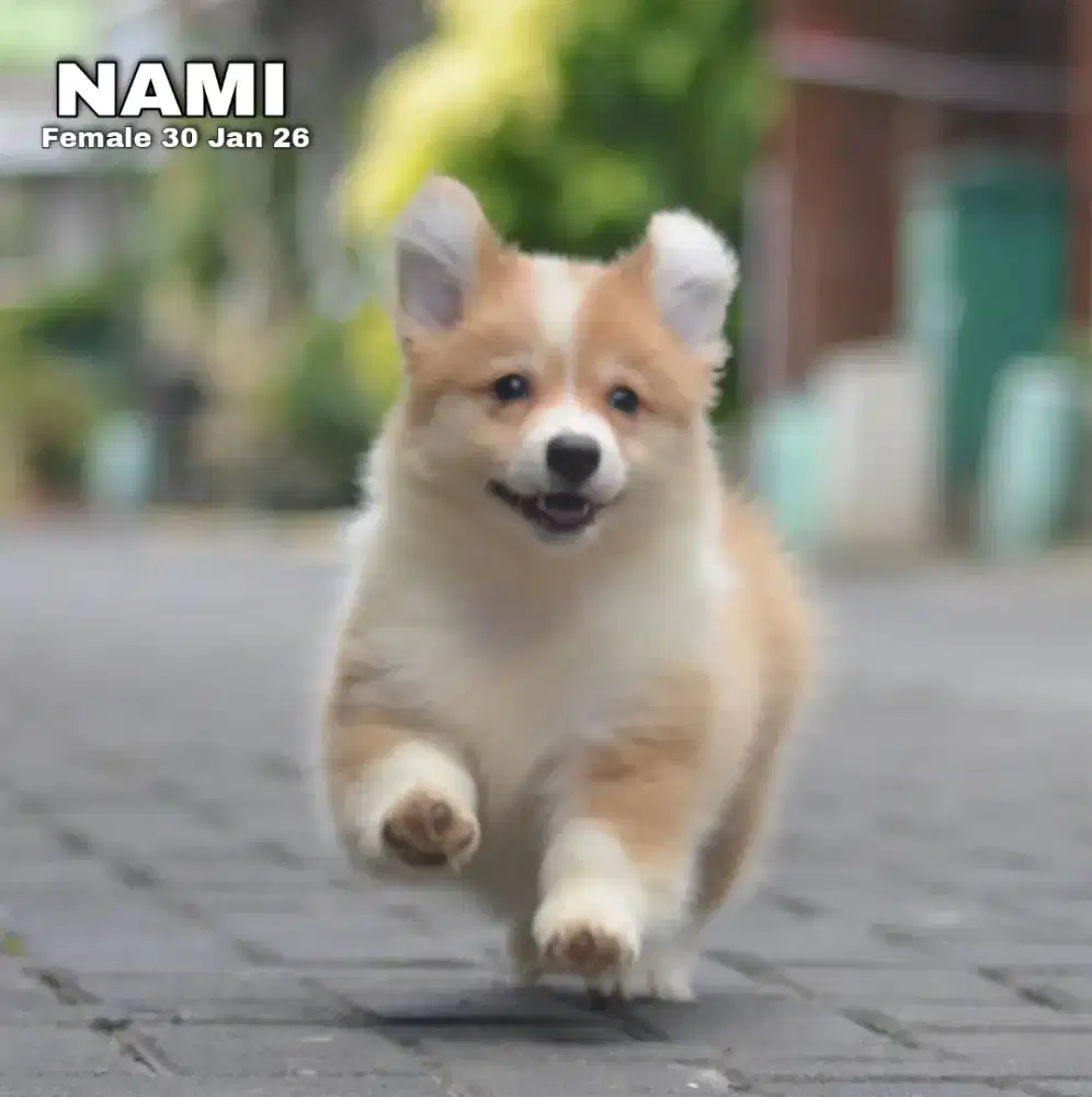 Corgi sable betina •NAMI•