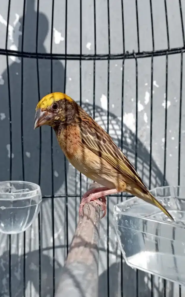 Burung Manyar kepala emas