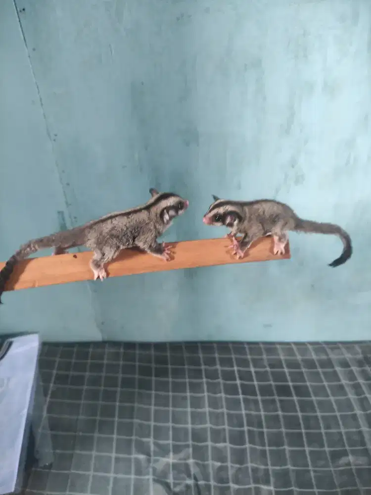 Sugar glider joy satu pasang