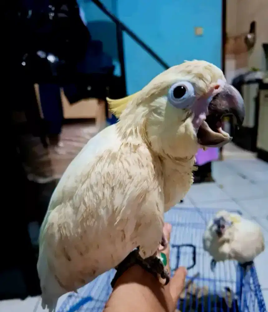 Lolohan triton jayapura