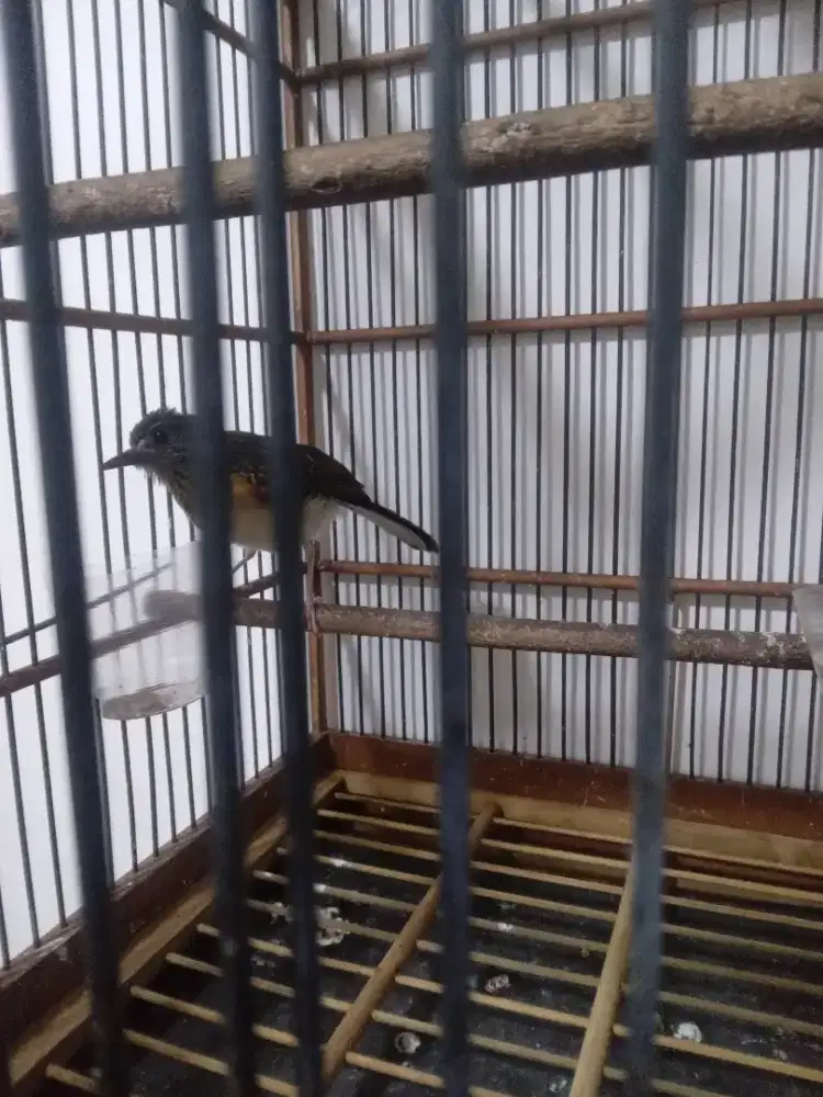 Trotol Murai batu dari cilacap lokal