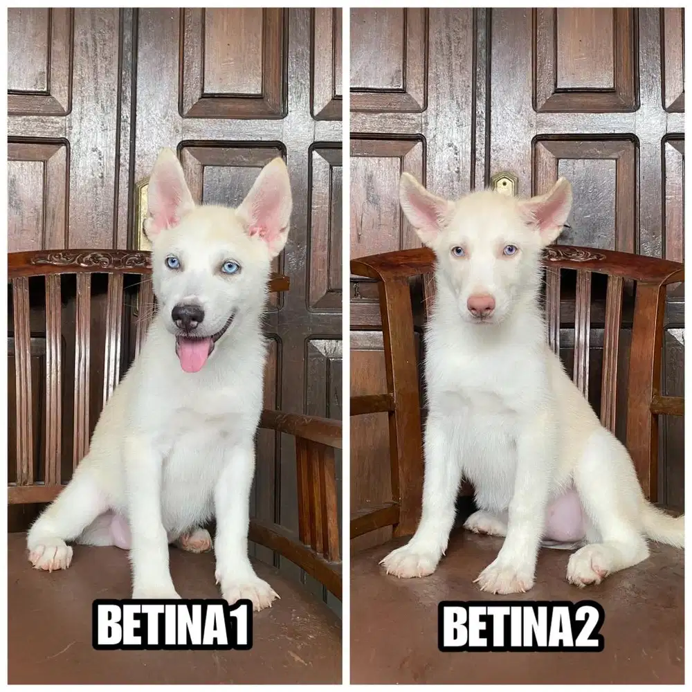 Husky betina stb vaksin MURMER