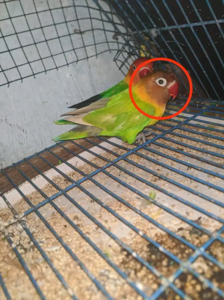 Edisi mau cetak warna