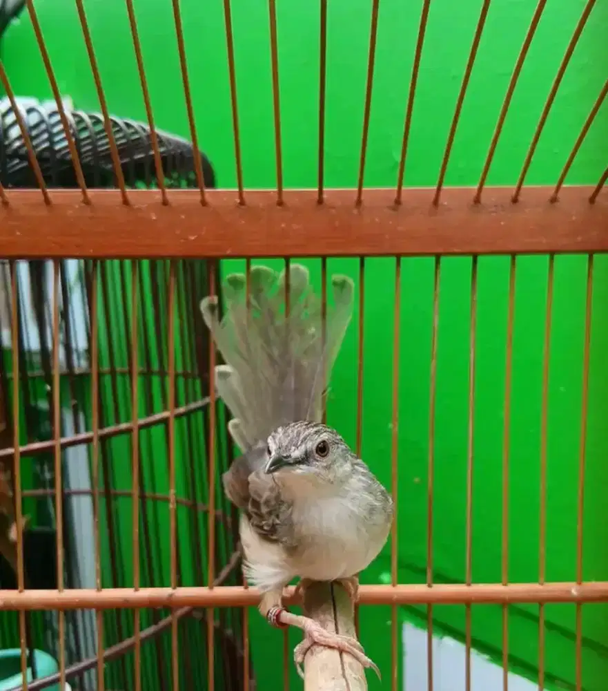 Ciblek gunung jantan gacor bren rapat