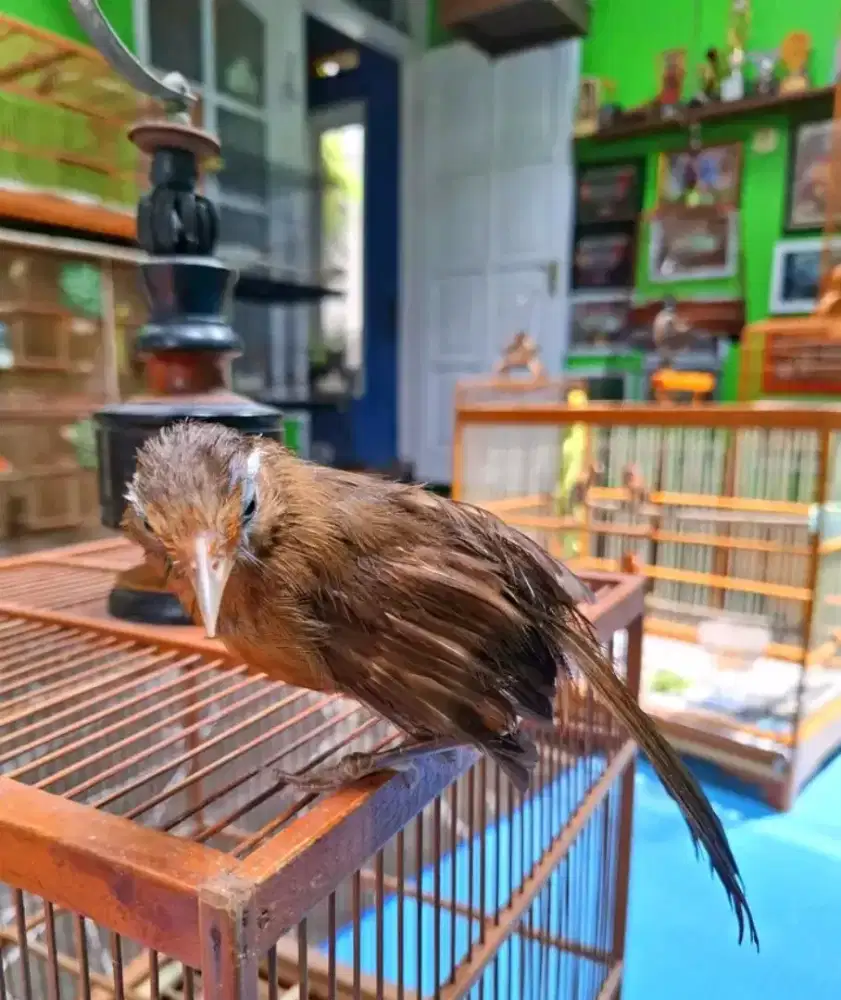 Wambi jantan ternakan body bug