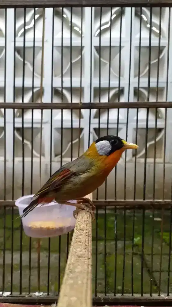 PancawarnaImport mulus rajin bunyi