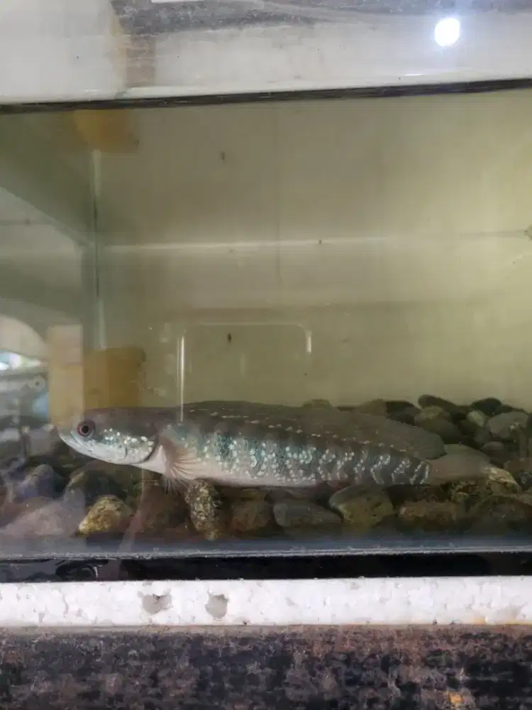 Ikan Aquarium Canna Channa Gabus 15-20cm lbh Bagus Sehat Lincah Aktif