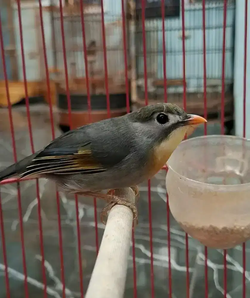 RobinJantan mulus rawatan