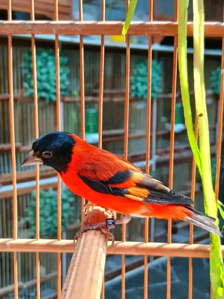 Red siskin jantan gacor