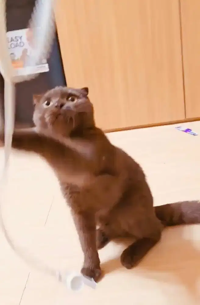 Kucing scottish fold bsh british short hair british shorthair