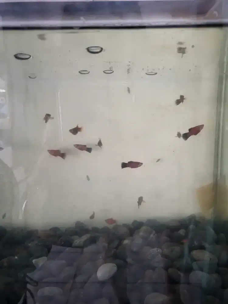 Ikan Hias Aquarium Aquascape Platy Red Coral Blood Sehat Aktif Lincah